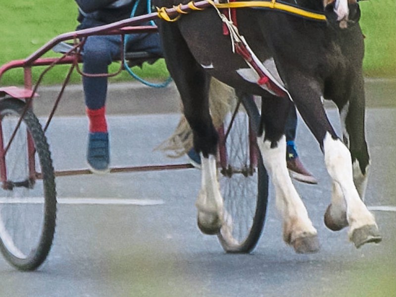 Driver let passenger lean out window to film horse running along ...