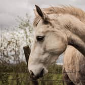 Kildare senator slams sulky racing in Kildare. File photo/Pixabay