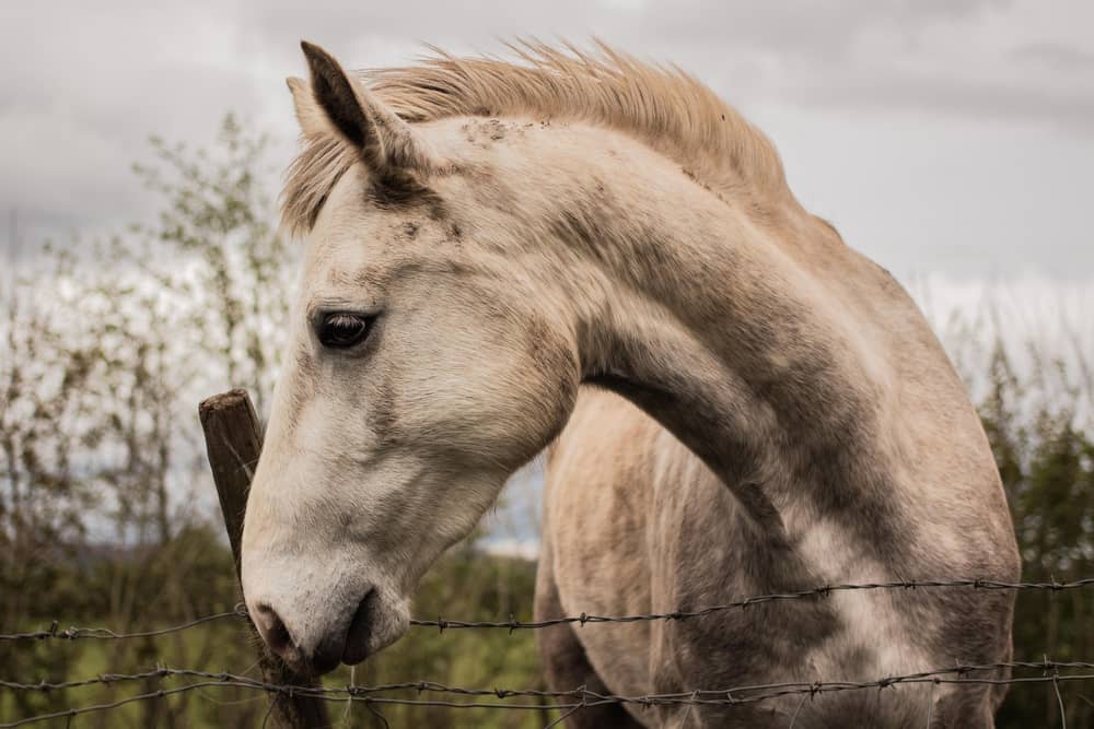 Kildare senator slams sulky racing in Kildare. File photo/Pixabay