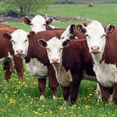 Beef Plan calls for State income supports through direct payments