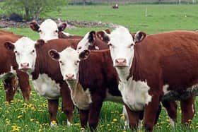 Beef Plan calls for State income supports through direct payments
