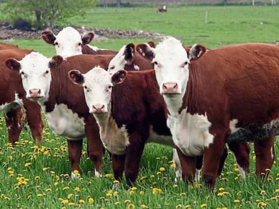 Beef Plan calls for State income supports through direct payments