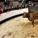 Cattle meeting organised by IFA in Portlaoise