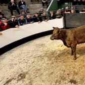 Cattle meeting organised by IFA in Portlaoise