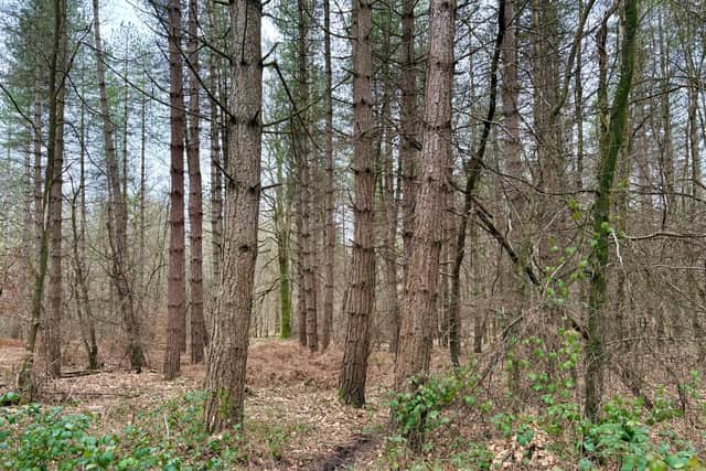 Time running out to rescue ‘forgotten forests’ under plantations ...