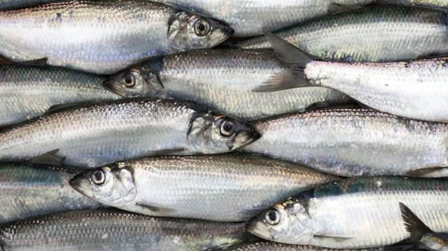 The case relates to a landing of herring