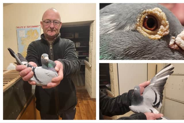 'The record price for a bird is now €1.8m' - Inside Ireland's pigeon ...