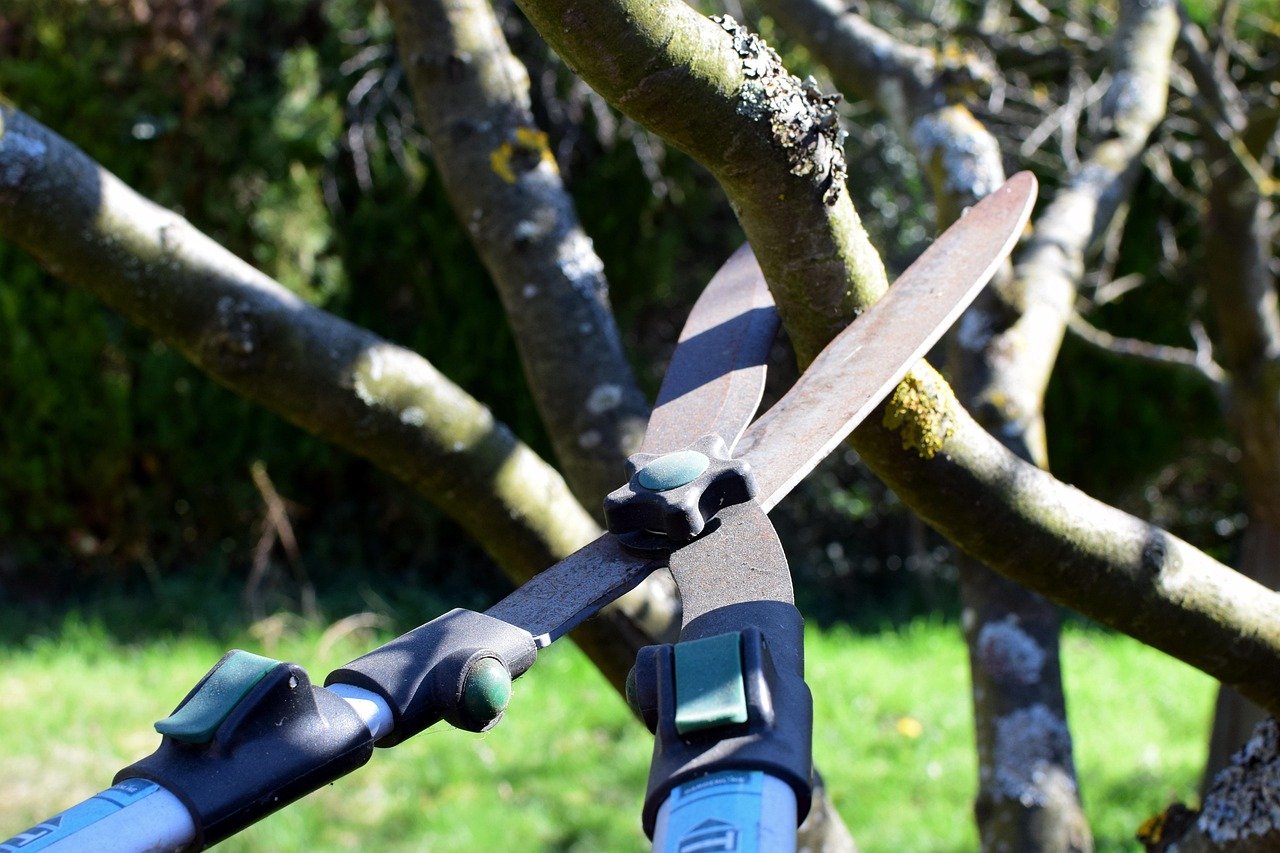 Kildare County Council urged to prune trees along this road
