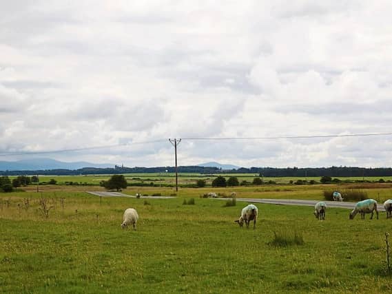 Concerns that illegal hunting is ‘destroying’ well-known Kildare spot. ABOVE: File photograph showing The Curragh Plains
