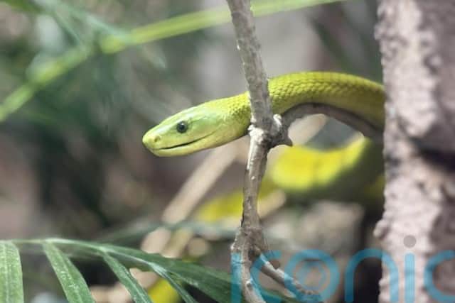 Mr Hennessy said the public would be “massively” surprised if they knew the variety and number of exotic animals kept in homes around the country.