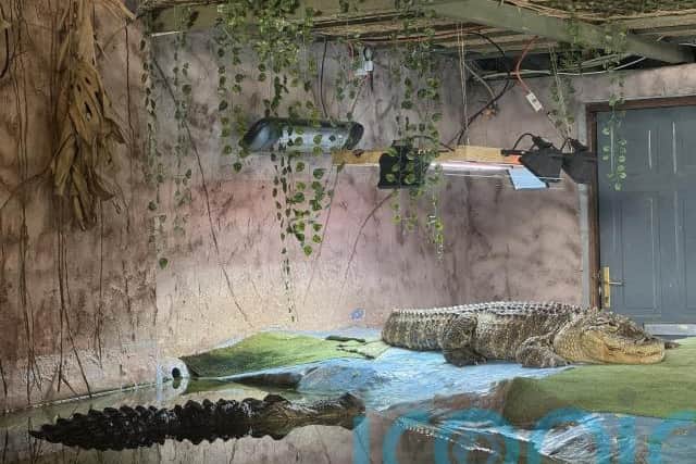 Among the snakes are a king cobra, the world’s longest venomous snake; spectacled cobra, one of the “big four” species of snakes; and three monocled cobras.