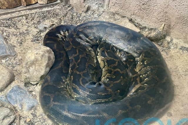 The creatures were found in a small bedroom where their owner “had about a foot of space” between his bed and the “way too small” tanks which had not been cleaned in months.