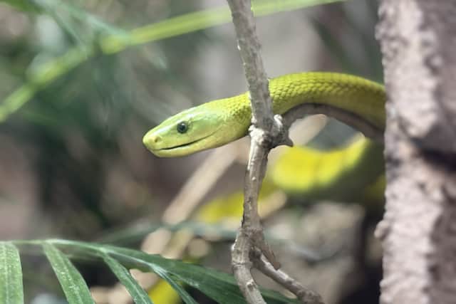 Mr Hennessy said the public would be “massively” surprised if they knew the variety and number of exotic animals kept in homes around the country.