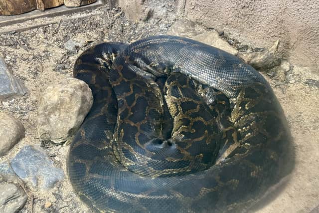 The creatures were found in a small bedroom where their owner “had about a foot of space” between his bed and the “way too small” tanks which had not been cleaned in months.