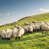 Donegal's sheep farmers are to get a  €2 million cash boost