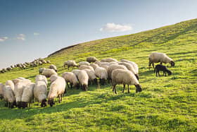 Donegal's sheep farmers are to get a  €2 million cash boost