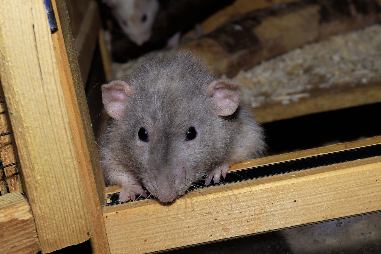 ALERT: Rats and mice invade Irish homes in their thousands amid major ...