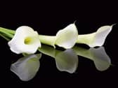 Deaths in Tipperary - Friday, December 21, 2018