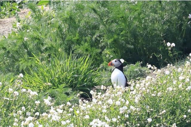 The charity said that rats are a major issue for many seabird islands across the UK, and similar eradication projects elsewhere have proved vital in protecting breeding sites and helping seabirds bounce back.