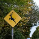 Issue of deer crossing the road 'possibly worsening'