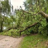 The tree is down on the Pluck to Glenmaquinn Road