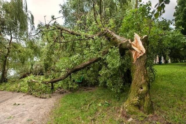 The tree is down on the Pluck to Glenmaquinn Road