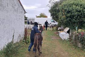 Picture of horses being seized courtesy of Kildare Gardaí Facebook page