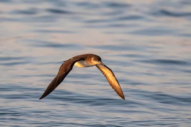 Ric Else, senior research assistant for the LIFE Raft project, said: “This was exactly what I have been hoping to see for years – not just confirmation of Manx shearwaters attempting to nest on Rathlin but evidence that they are managing to breed successfully here.