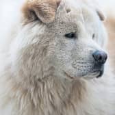 Importance of responsible dog ownership stressed at Kildare County Council meeting. FILE PHOTOGRAPH / PIXABAY