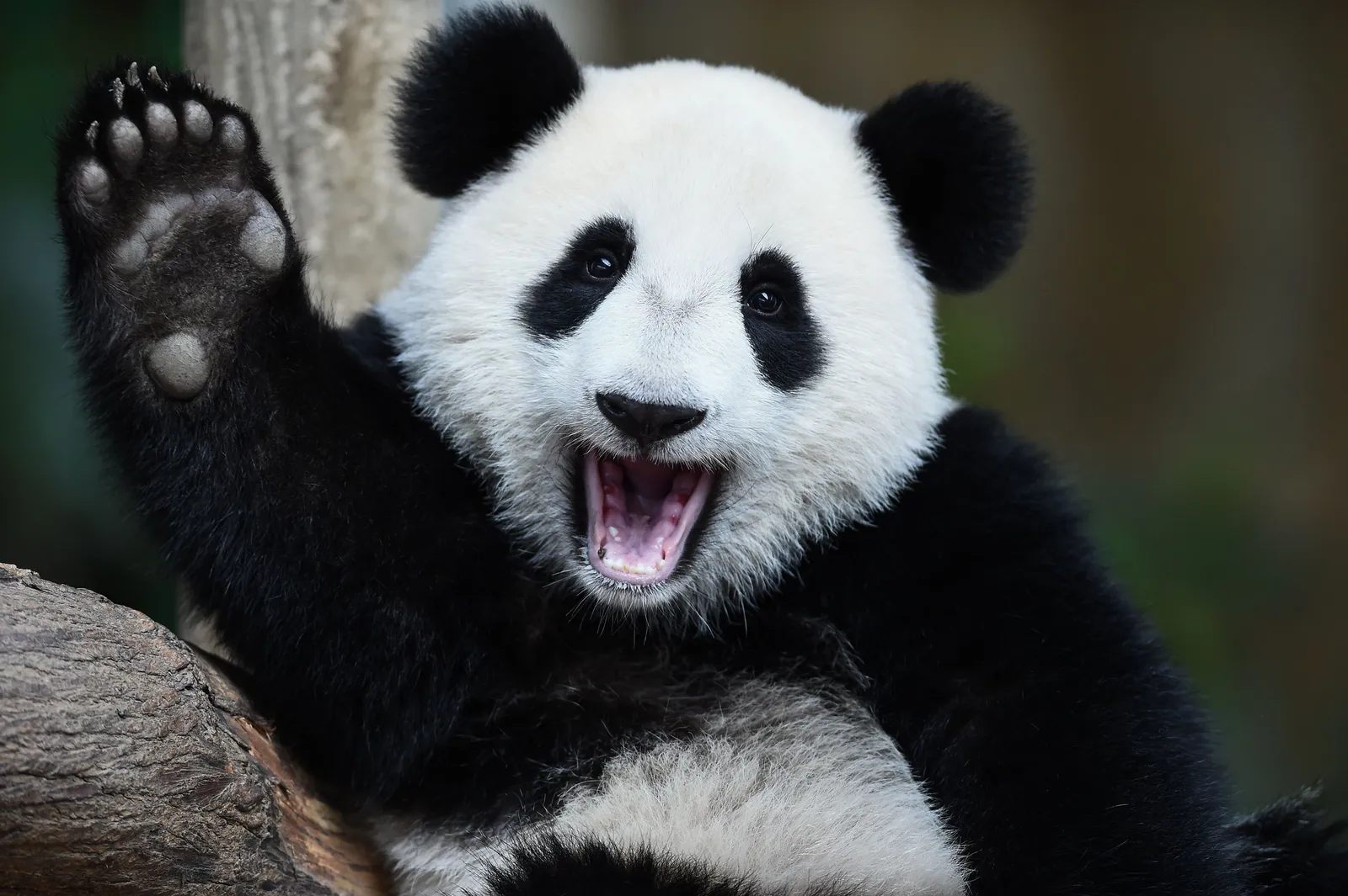 Drumshanbo Shed Distillery Nature Reserve supporting Giant Panda ...