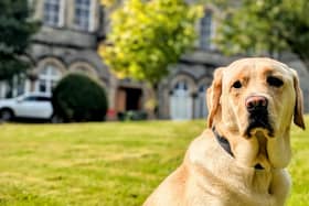 Vonny the guide dog pictured outside St Eunan's College, Letterkenny
