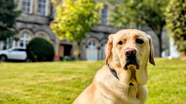 Vonny the guide dog pictured outside St Eunan's College, Letterkenny