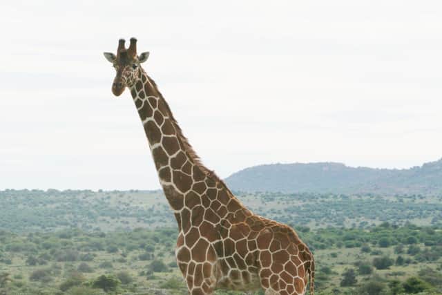Historically, giraffes have been classified as a single species with nine subspecies, but there has long been uncertainty over their taxonomy – the way in which plants, animals and microorganisms are named, described and classified.