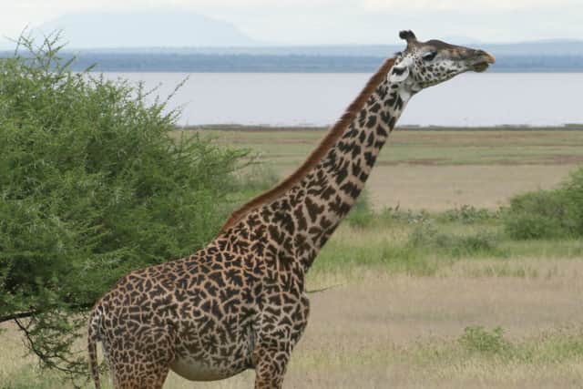 The review also looked at notable differences such as skull structure and bone shape across regions and natural features such as a major rivers, rift valleys and desert areas in Africa that could have cut off giraffe populations from each other so they evolved into different species.