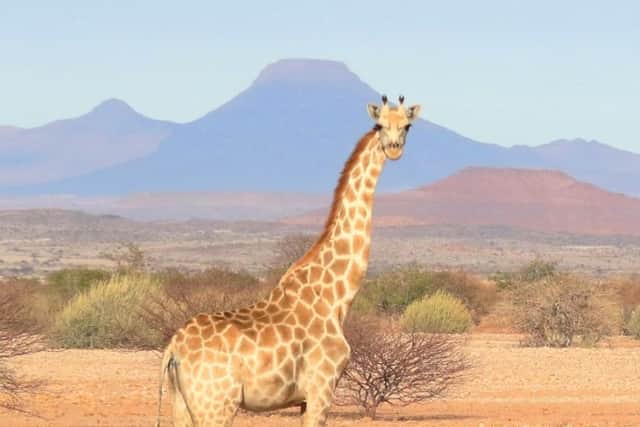 Experts said it would lead to a more nuanced understanding of the conservation threats and opportunities they face in the diverse regions of Africa in which they live.
