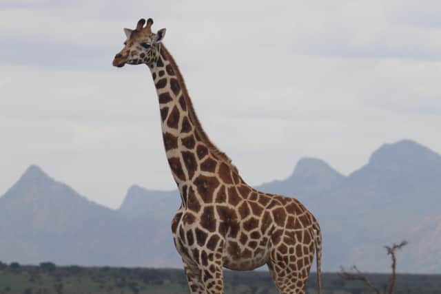 “The more precisely we understand giraffe taxonomy, the better equipped we are to assess their status and implement effective conservation strategies.”