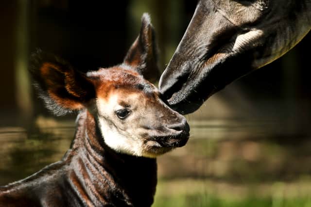 Okapis are large, hoofed mammals closely related to the giraffe.