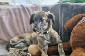 18-month-old Anya who, with three legs, is looking for her 'forever couch'!