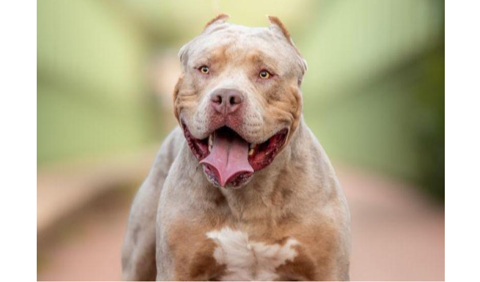 XL Bully I FILE PICTURE