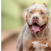 XL Bully I FILE PICTURE