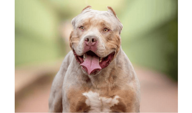 XL Bully I FILE PICTURE
