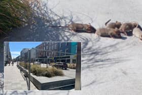 The area where rats were seen scurrying around has since been fenced off