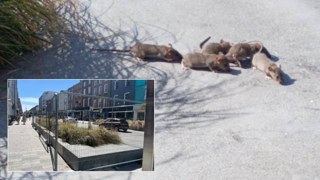 The area where rats were seen scurrying around has since been fenced off