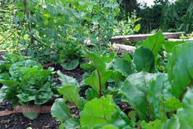 Raised vegetable  beds. Photo: Leinster Express
