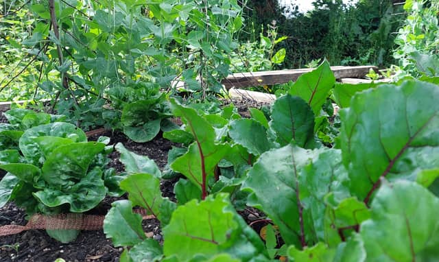 Raised vegetable beds. Photo: Leinster Express
