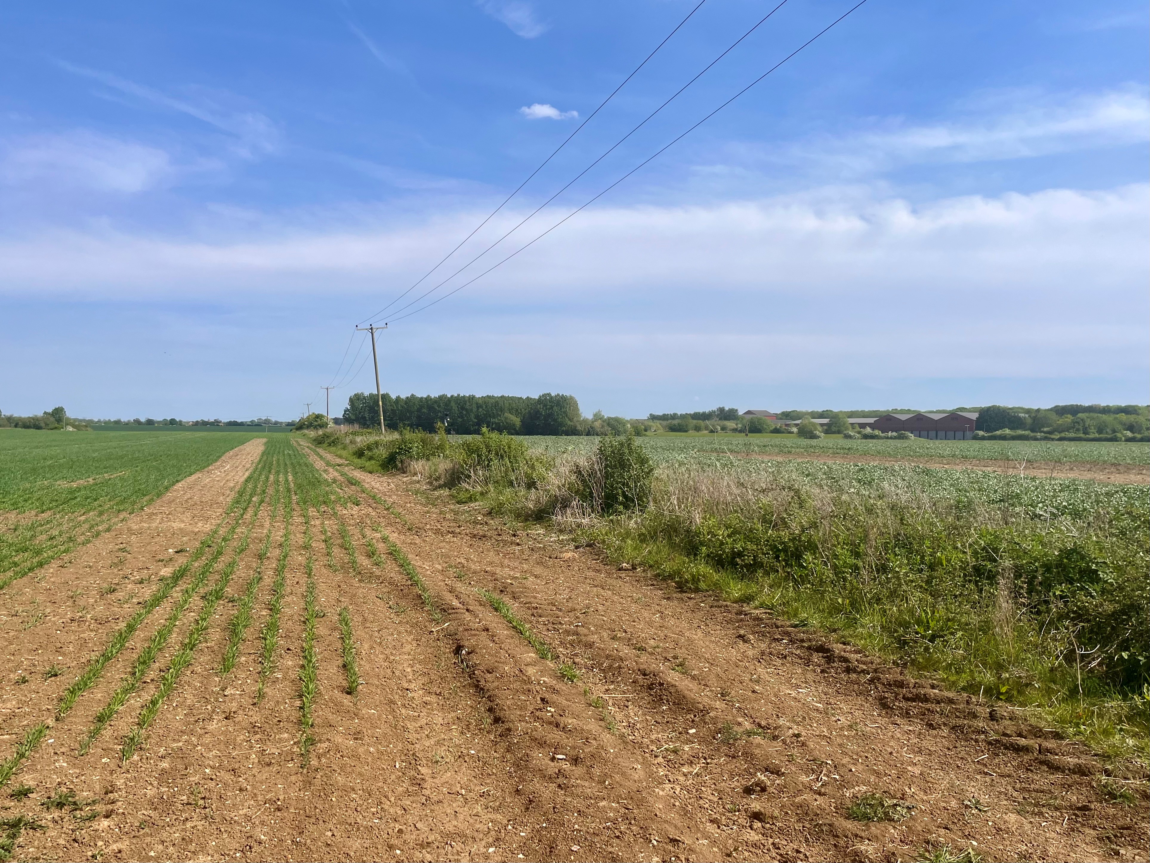 ‘On a knife edge’ – hot dry spring threatens arable harvest