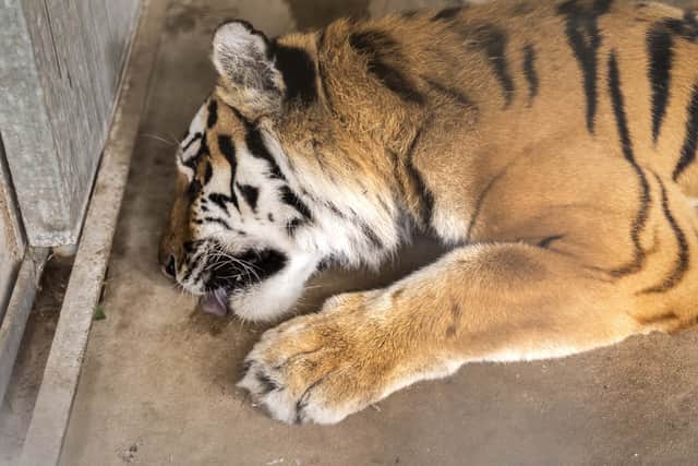 Vets sedate 17-stone tiger for delicate operation to remove ingrown toenail