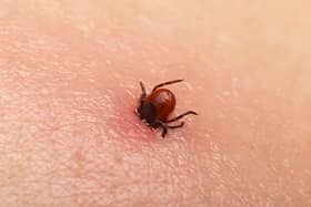 Lyme Disease sufferers in Kilkenny will take part in International Lyme Disease Awareness Day