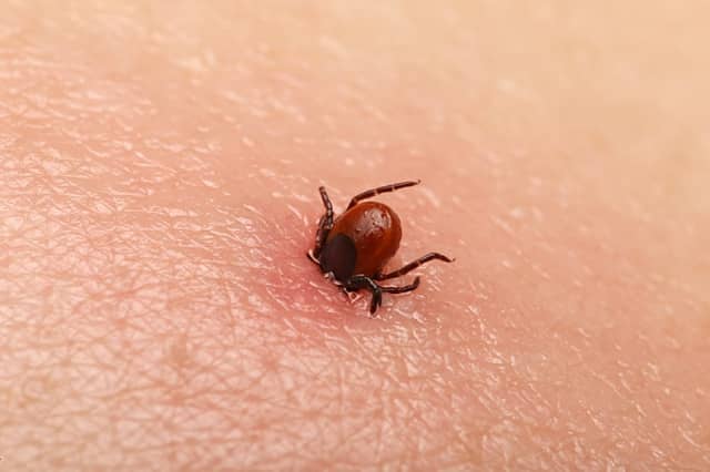 Lyme Disease sufferers in Kilkenny will take part in International Lyme Disease Awareness Day