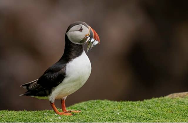 Line-up of events announced as National Biodiversity Week 2025 kicks off in Clare